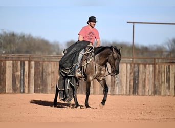 American Quarter Horse, Wallach, 3 Jahre, 152 cm, Grullo