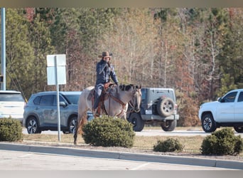 American Quarter Horse, Wallach, 3 Jahre, 152 cm, Grullo