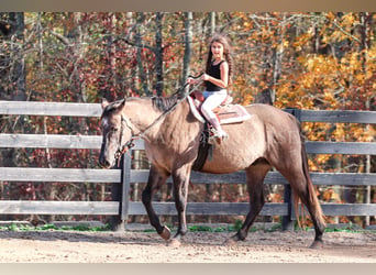 American Quarter Horse, Wallach, 3 Jahre, 152 cm, Grullo