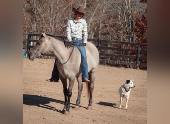 American Quarter Horse, Wallach, 3 Jahre, 152 cm, Grullo