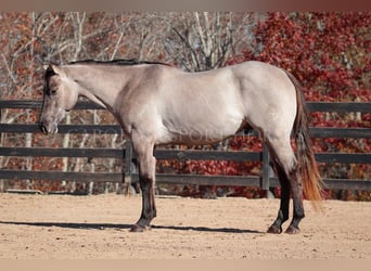 American Quarter Horse, Wallach, 3 Jahre, 152 cm, Grullo