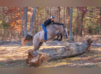 American Quarter Horse, Wallach, 3 Jahre, 152 cm, Grullo