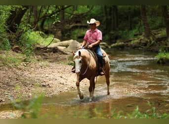 American Quarter Horse, Wallach, 3 Jahre, 152 cm, Palomino