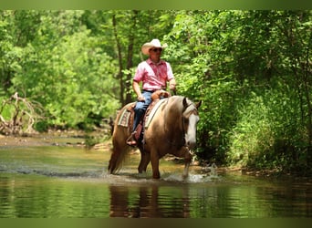 American Quarter Horse, Wallach, 3 Jahre, 152 cm, Palomino