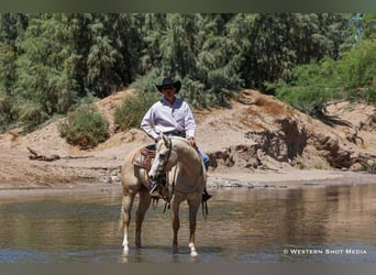 American Quarter Horse, Wallach, 3 Jahre, 152 cm, Palomino