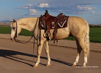 American Quarter Horse, Wallach, 3 Jahre, 152 cm, Palomino