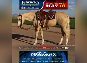 American Quarter Horse, Wallach, 3 Jahre, 152 cm, Palomino