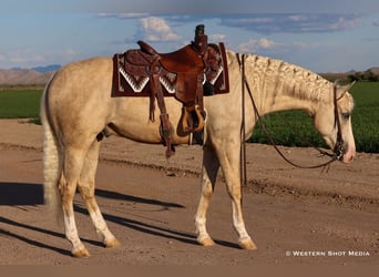 American Quarter Horse, Wallach, 3 Jahre, 152 cm, Palomino