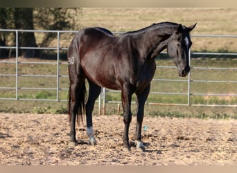American Quarter Horse, Wallach, 3 Jahre, 152 cm, Rappe