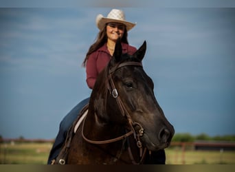 American Quarter Horse, Wallach, 3 Jahre, 152 cm, Rappe
