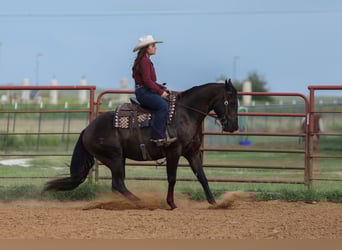 American Quarter Horse, Wallach, 3 Jahre, 152 cm, Rappe