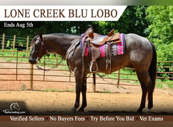 American Quarter Horse, Wallach, 3 Jahre, 152 cm, Roan-Bay