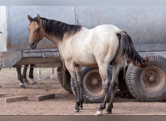 American Quarter Horse, Wallach, 3 Jahre, 152 cm, Roan-Bay