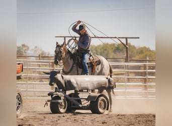 American Quarter Horse, Wallach, 3 Jahre, 152 cm, Roan-Blue