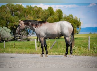 American Quarter Horse, Wallach, 3 Jahre, 152 cm, Roan-Blue