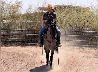 American Quarter Horse, Wallach, 3 Jahre, 152 cm, Roan-Blue