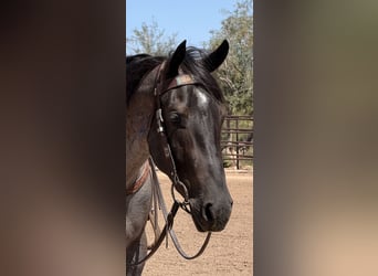 American Quarter Horse, Wallach, 3 Jahre, 152 cm, Roan-Blue