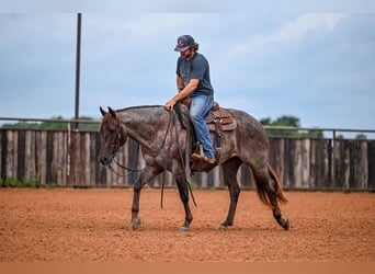 American Quarter Horse, Wallach, 3 Jahre, 152 cm, Roan-Red