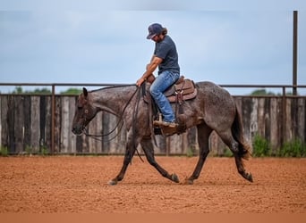 American Quarter Horse, Wallach, 3 Jahre, 152 cm, Roan-Red