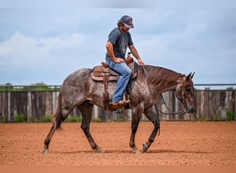 American Quarter Horse, Wallach, 3 Jahre, 152 cm, Roan-Red