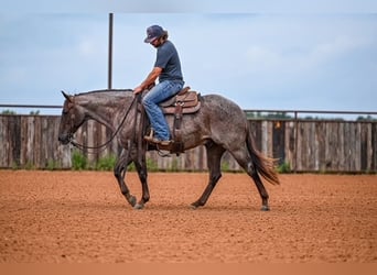 American Quarter Horse, Wallach, 3 Jahre, 152 cm, Roan-Red