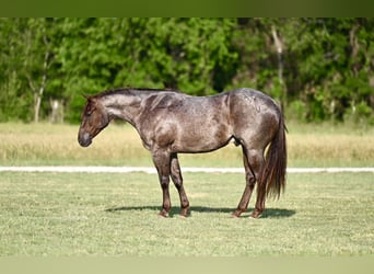 American Quarter Horse, Wallach, 3 Jahre, 152 cm, Roan-Red