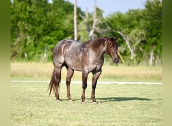 American Quarter Horse, Wallach, 3 Jahre, 152 cm, Roan-Red