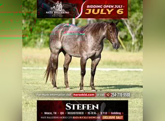 American Quarter Horse, Wallach, 3 Jahre, 152 cm, Roan-Red