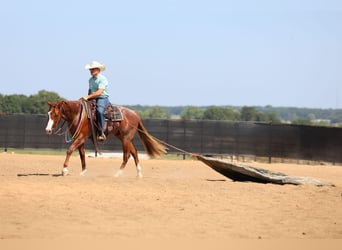 American Quarter Horse, Wallach, 3 Jahre, 152 cm, Roan-Red