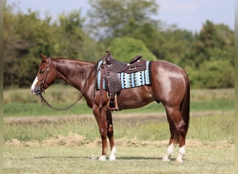 American Quarter Horse, Wallach, 3 Jahre, 152 cm, Roan-Red