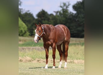 American Quarter Horse, Wallach, 3 Jahre, 152 cm, Roan-Red