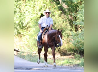 American Quarter Horse, Wallach, 3 Jahre, 152 cm, Roan-Red