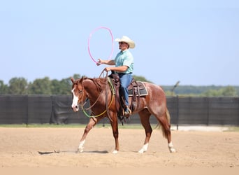 American Quarter Horse, Wallach, 3 Jahre, 152 cm, Roan-Red
