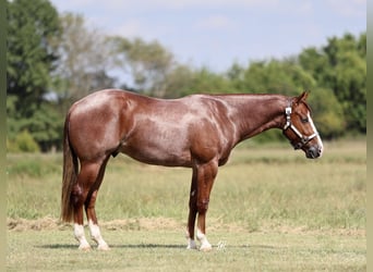 American Quarter Horse, Wallach, 3 Jahre, 152 cm, Roan-Red
