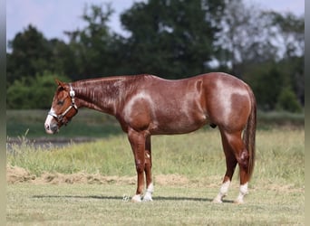 American Quarter Horse, Wallach, 3 Jahre, 152 cm, Roan-Red