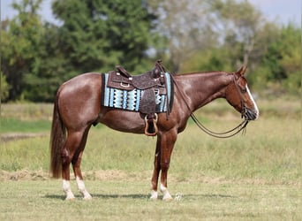 American Quarter Horse, Wallach, 3 Jahre, 152 cm, Roan-Red