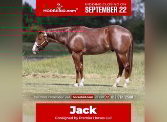 American Quarter Horse, Wallach, 3 Jahre, 152 cm, Roan-Red