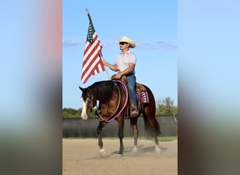 American Quarter Horse, Wallach, 3 Jahre, 152 cm, Rotbrauner