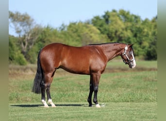 American Quarter Horse, Wallach, 3 Jahre, 152 cm, Rotbrauner