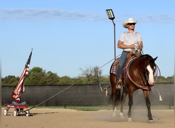 American Quarter Horse, Wallach, 3 Jahre, 152 cm, Rotbrauner