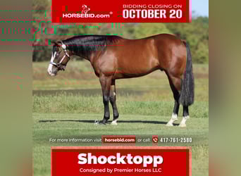 American Quarter Horse, Wallach, 3 Jahre, 152 cm, Rotbrauner