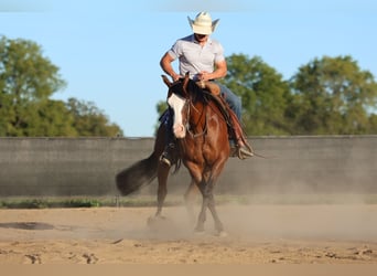 American Quarter Horse, Wallach, 3 Jahre, 152 cm, Rotbrauner