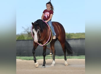 American Quarter Horse, Wallach, 3 Jahre, 152 cm, Rotbrauner