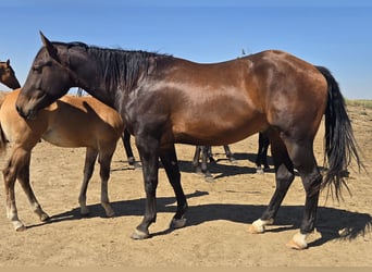 American Quarter Horse, Wallach, 3 Jahre, 152 cm, Rotbrauner