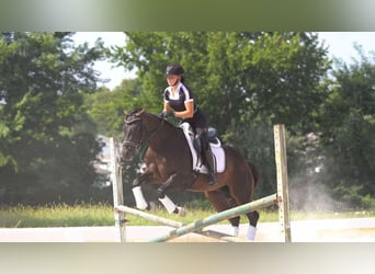 American Quarter Horse, Wallach, 3 Jahre, 152 cm, Rotbrauner