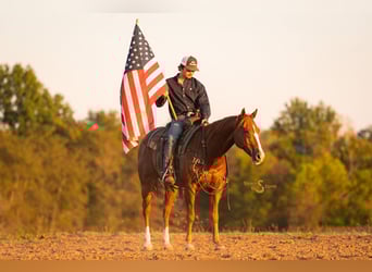 American Quarter Horse, Wallach, 3 Jahre, 152 cm, Rotfuchs