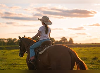 American Quarter Horse, Wallach, 3 Jahre, 152 cm, Rotfuchs