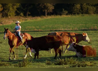 American Quarter Horse, Wallach, 3 Jahre, 152 cm, Rotfuchs
