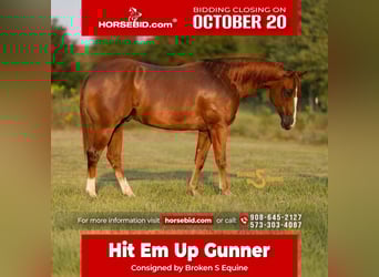 American Quarter Horse, Wallach, 3 Jahre, 152 cm, Rotfuchs