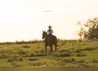 American Quarter Horse, Wallach, 3 Jahre, 152 cm, Rotfuchs